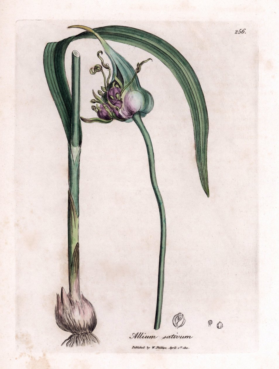 Botanikai tábla: Fokhagyma (Allium sativum) termesztése hagymával, levelekkel és lila virágokkal. Kézzel színezett rézmetszet James Sowerby illusztrációjából. Részlet William Woodville és Sir William Jackson Hooker „” Botanique medic” könyvéből alkotó: James Sowerby