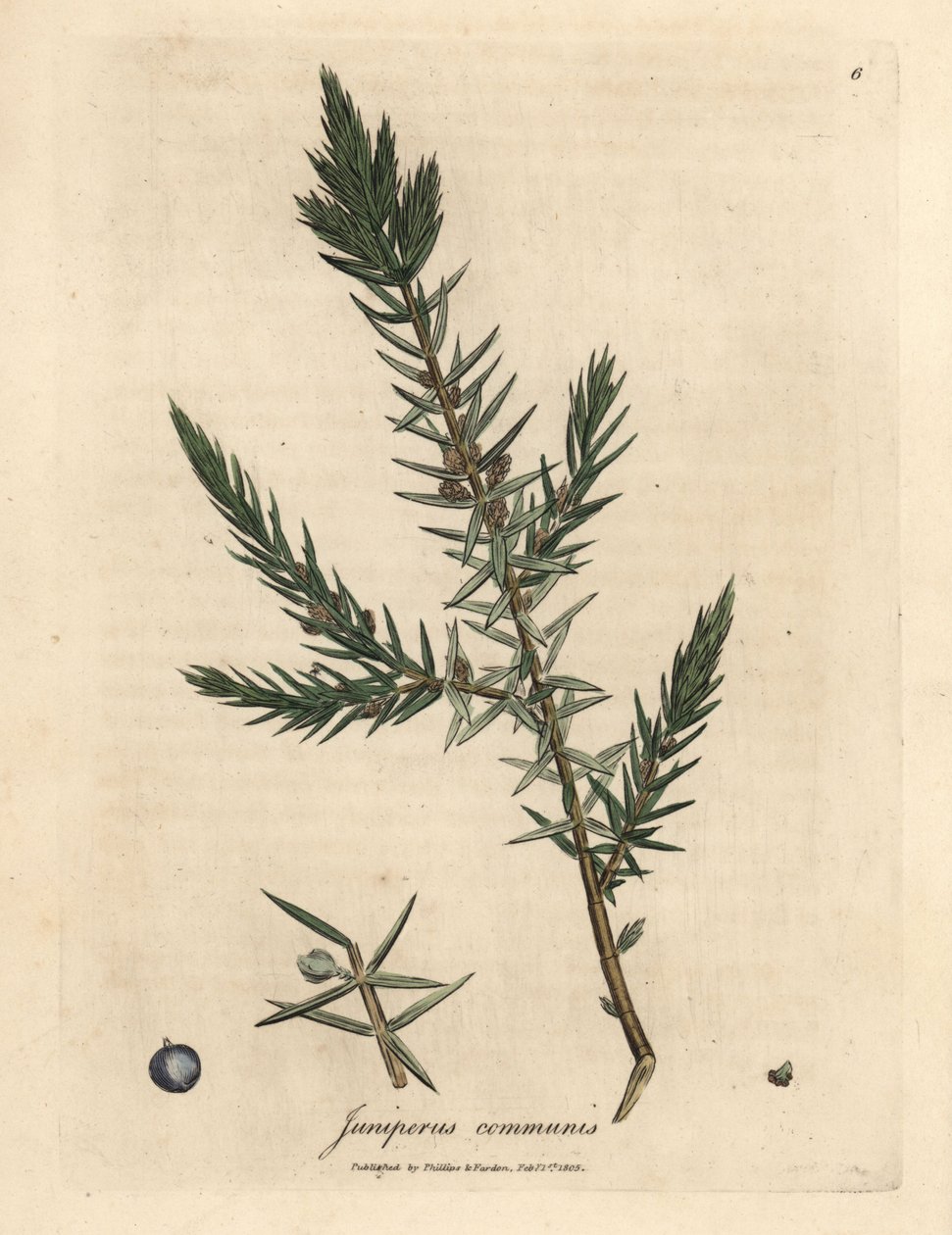 A közönséges boróka, a Juniperus communis ága és bogyói alkotó: James Sowerby