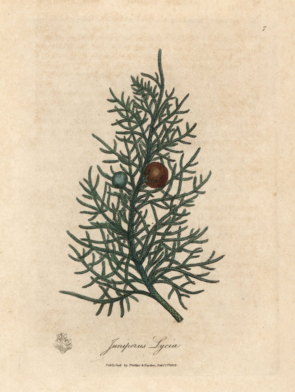 A cédrusfa, a Juniperus lycia ága és bogyói alkotó: James Sowerby