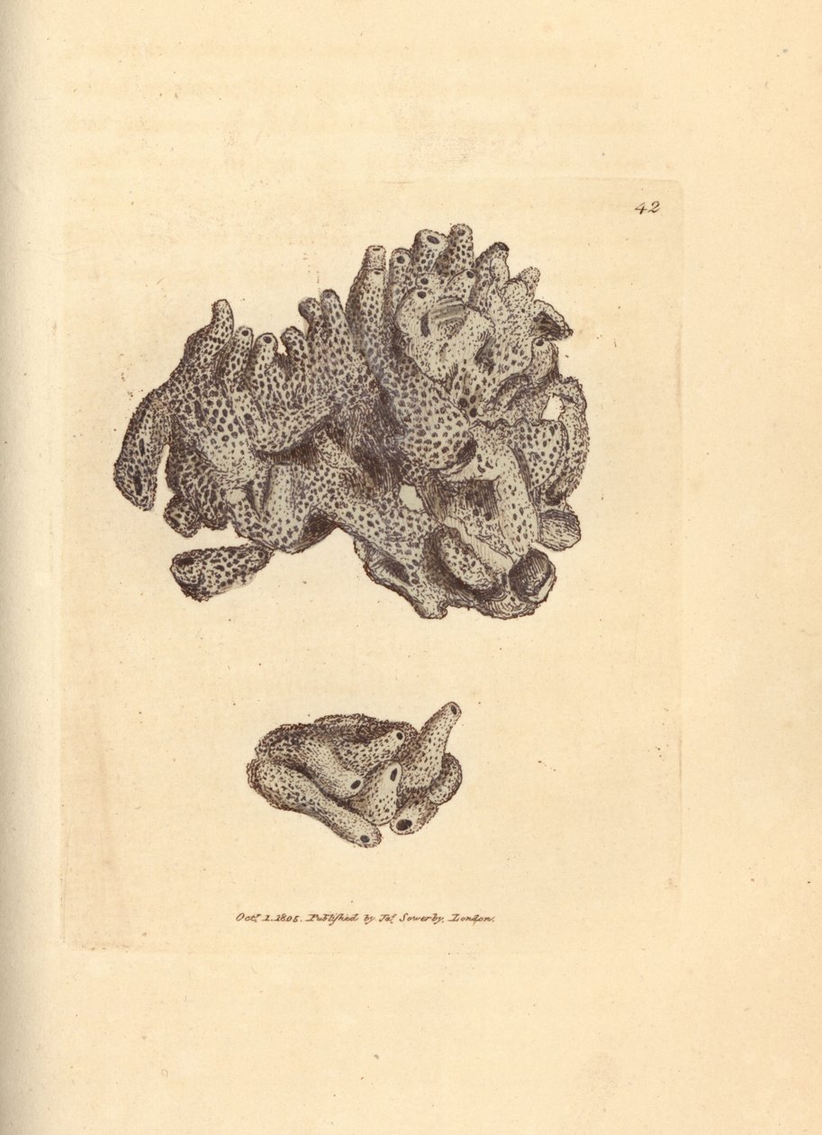 Zsemlemorzsa szivacs, Halichondria panicea (Compact tubular szivacs; Spongia compacta). James Sowerby kézi színű rézmetszete a The British Miscellany-ból, vagy új, ritka vagy kevéssé ismert állattémák színes figurái. alkotó: James Sowerby