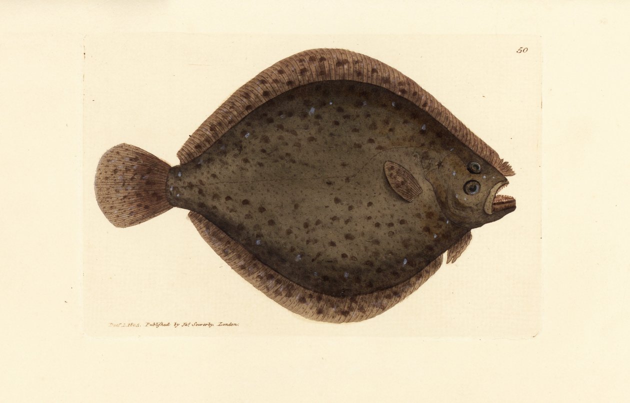 Brill vagy sárkányhal, Scophthalmus rhombus (Pleuronectes rhombus). James Sowerby kézi színű rézmetszete a The British Miscellany-ból, vagy új, ritka vagy kevéssé ismert állattémák színes figurái. alkotó: James Sowerby