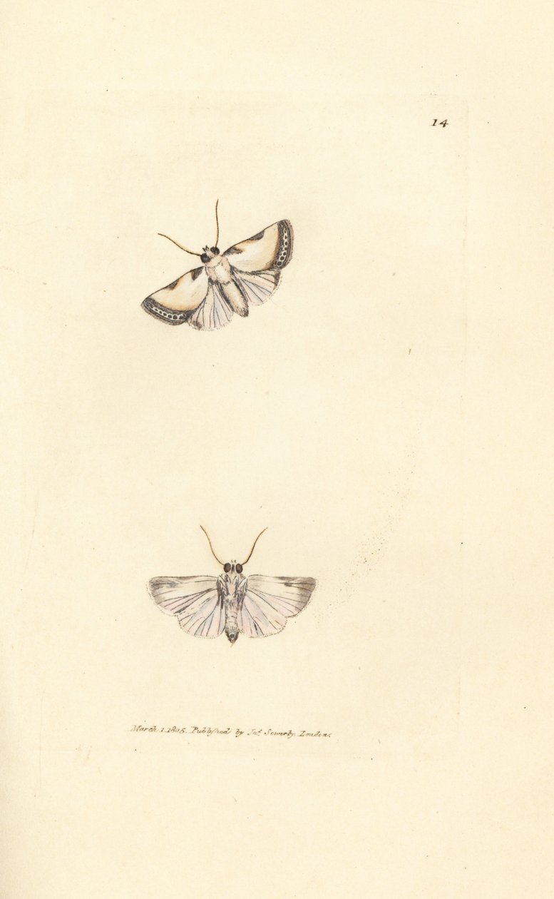 Brixton Beauty, Acontia nitidula (Phalaena catena). James Sowerby kézi színű rézmetszete a The British Miscellany-ból, vagy új, ritka vagy kevéssé ismert állattémák színes figurái. alkotó: James Sowerby
