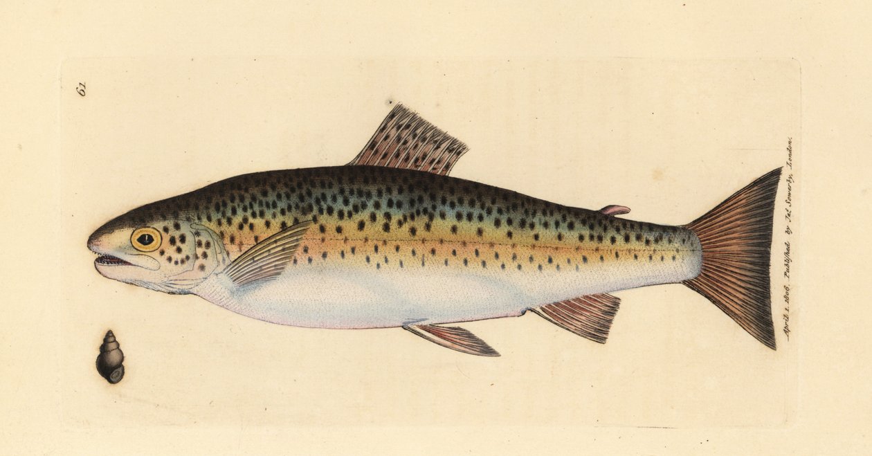Sebes pisztráng, Salmo trutta fario (Gillaroo pisztráng, Salmo fario). James Sowerby kézi színű rézmetszete a The British Miscellany-ból, vagy új, ritka vagy kevéssé ismert állattémák színes figurái. alkotó: James Sowerby