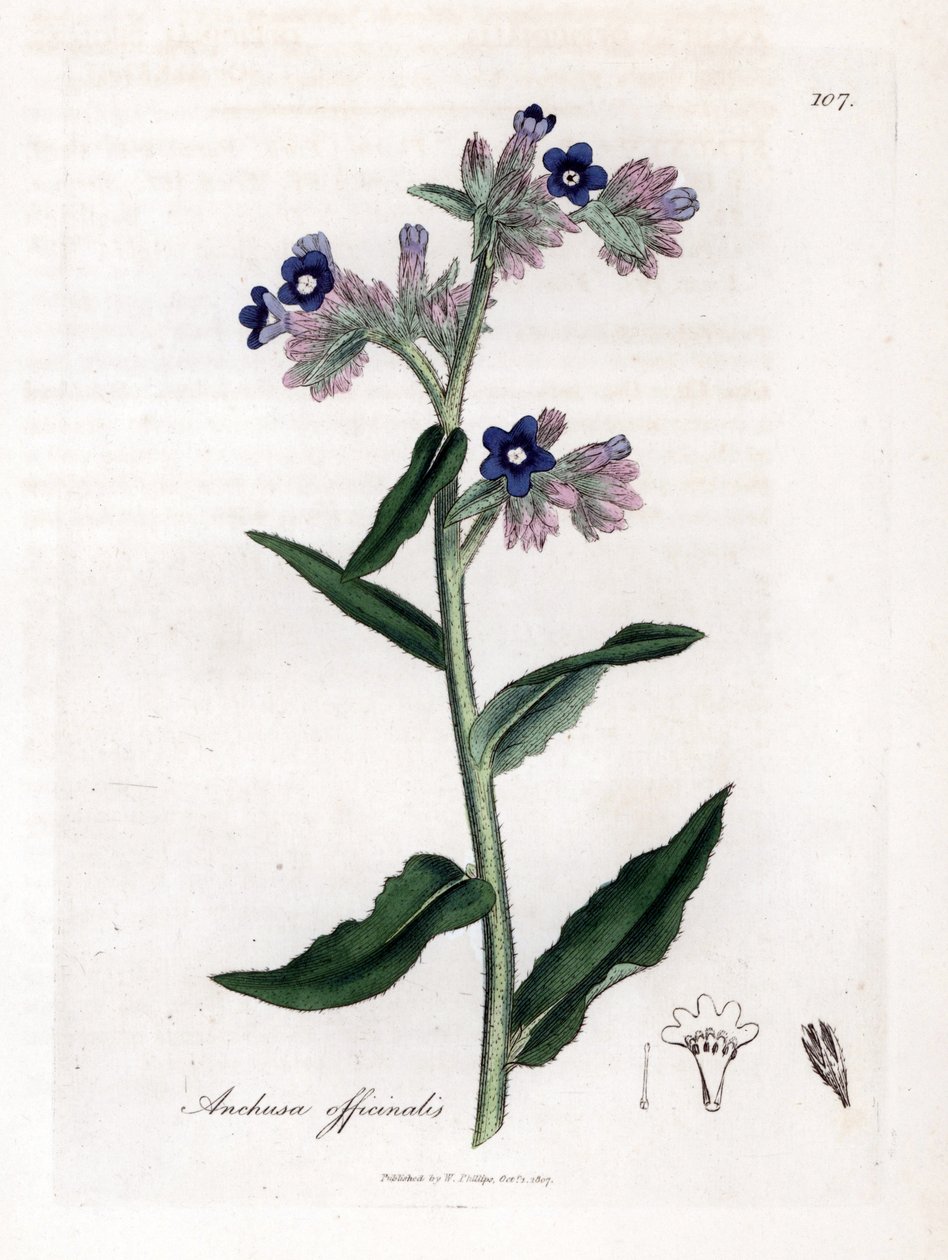 Bugloss officinale - Bugloss, Anchusa officinalis. Kézzel színezett rézmetszet James Sowerby botanikai illusztrációjából (William Woodville) és Sir William Jackson Hooker "" Medical Botany" című művéből, John Bohn, London alkotó: James Sowerby