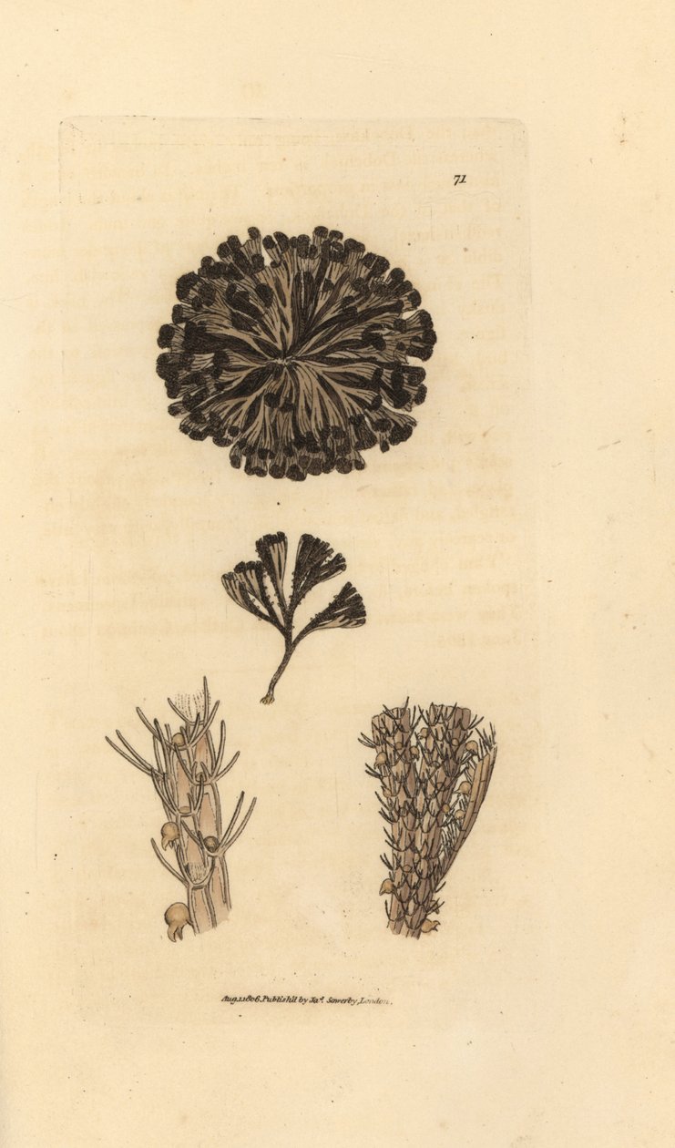 Bugulina avicularia (Flustra avicularis). James Sowerby kézi színű rézmetszete a The British Miscellany-ból, vagy új, ritka vagy kevéssé ismert állattémák színes figurái. alkotó: James Sowerby