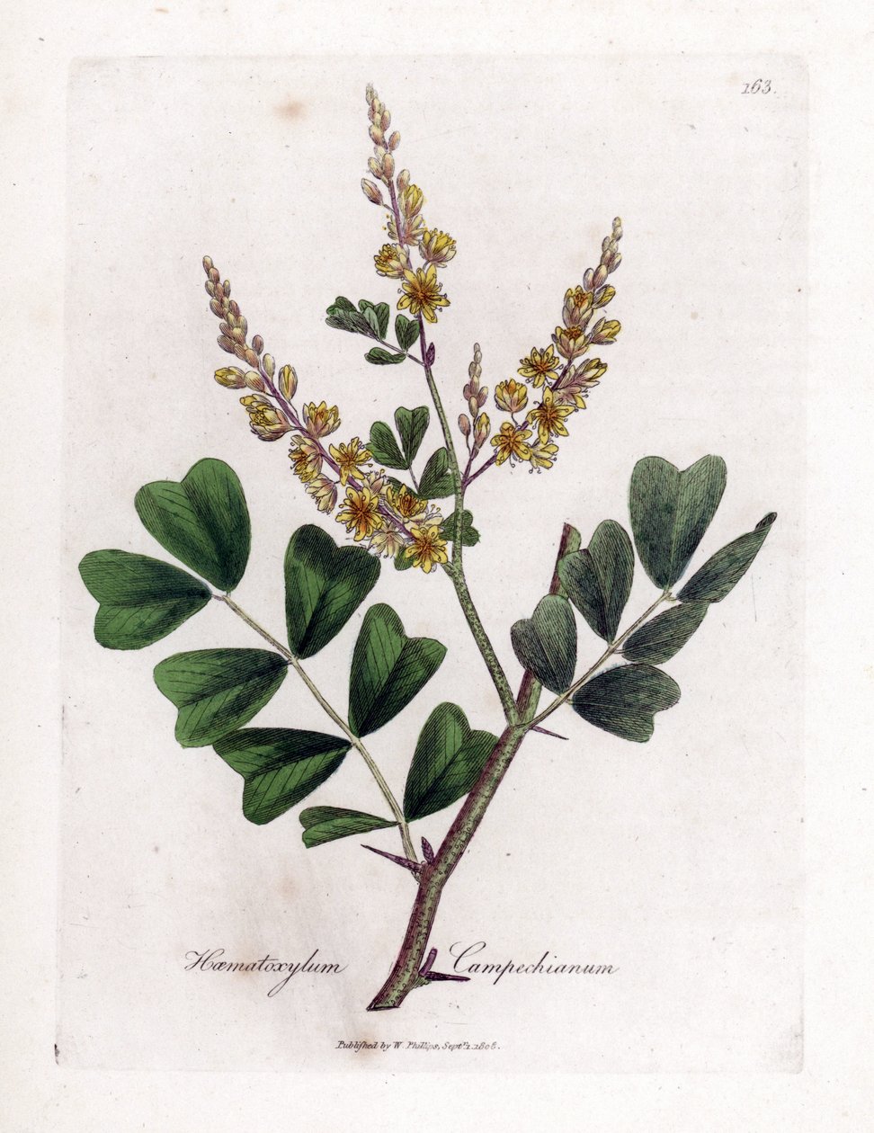 Campeche vagy campeche fa - rönkfa, Haematoxylum campechianum. Kézzel színezett rézmetszet James Sowerby botanikai illusztrációjából (William Woodville) és Sir William Jackson Hooker "" Medical Botany" című művéből, John Bohn, London alkotó: James Sowerby