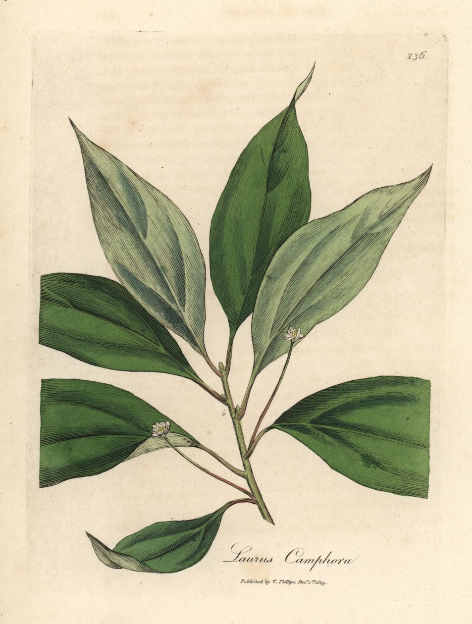 Kámforfa, Laurus camphora alkotó: James Sowerby
