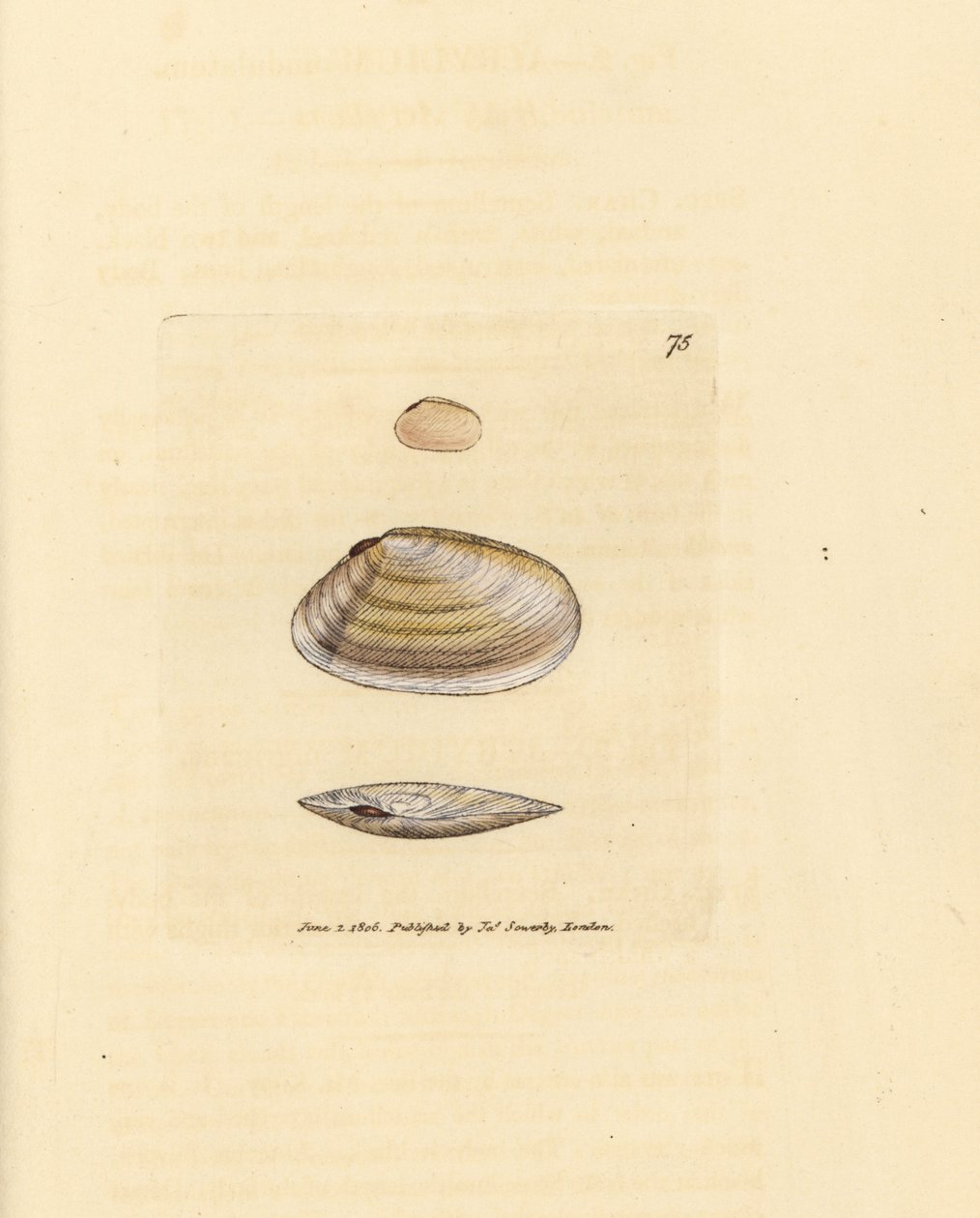 Candystick tellina kagyló, Tellina similis. James Sowerby kézi színű rézmetszete a The British Miscellany-ból, vagy új, ritka vagy kevéssé ismert állattémák színes figurái. alkotó: James Sowerby