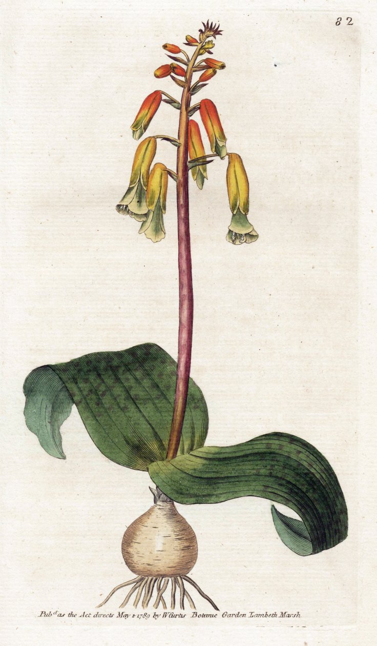 Cape Town Cuckoo – James Sowerby (1757-1822) litográfiája, William Curtis (1746-1799) táblája a Botanical Magazine-ból alkotó: James Sowerby