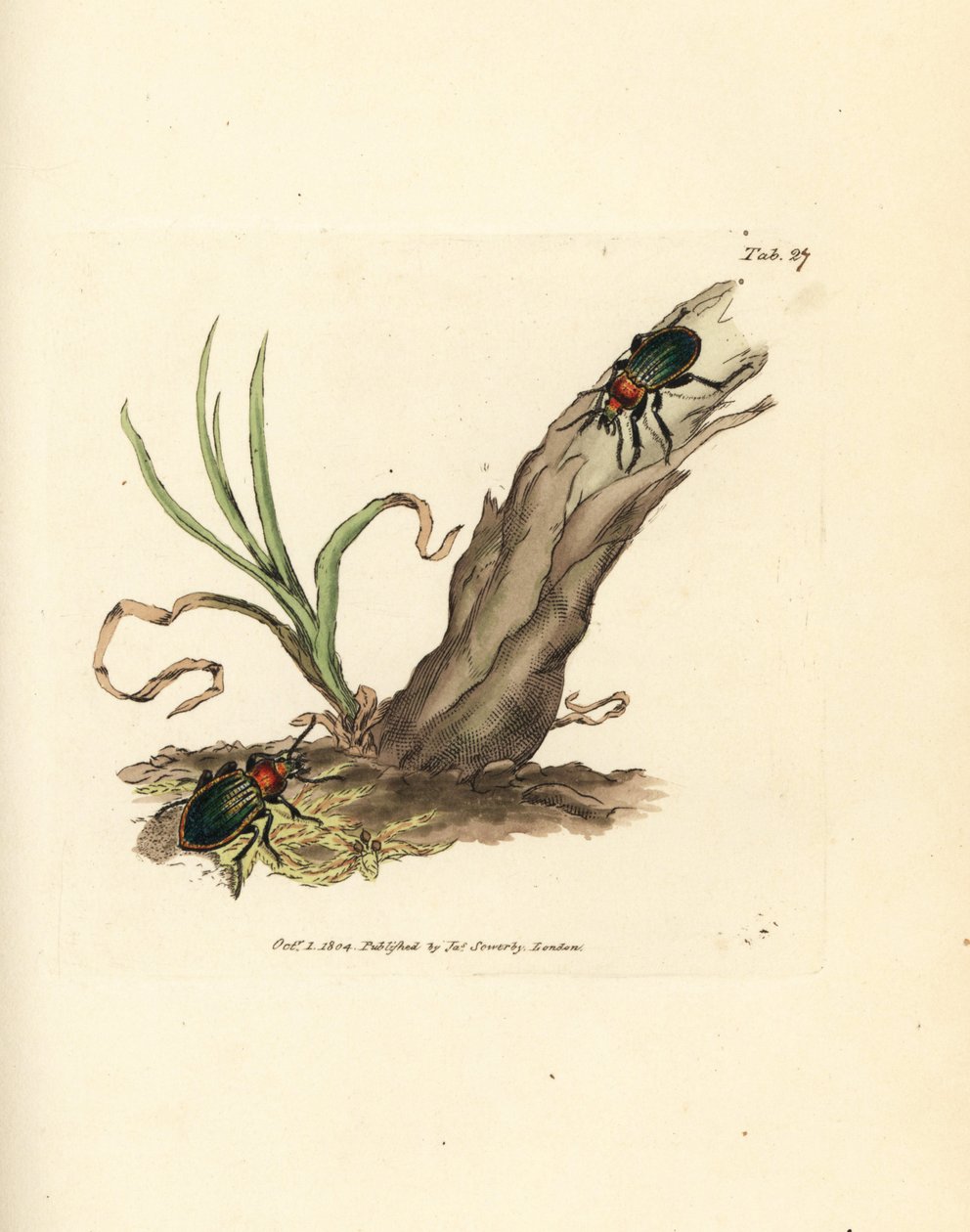 Carabus nitens bogár. James Sowerby kézi színű rézmetszete a The British Miscellany-ból, vagy új, ritka vagy kevéssé ismert állattémák színes figurái. alkotó: James Sowerby