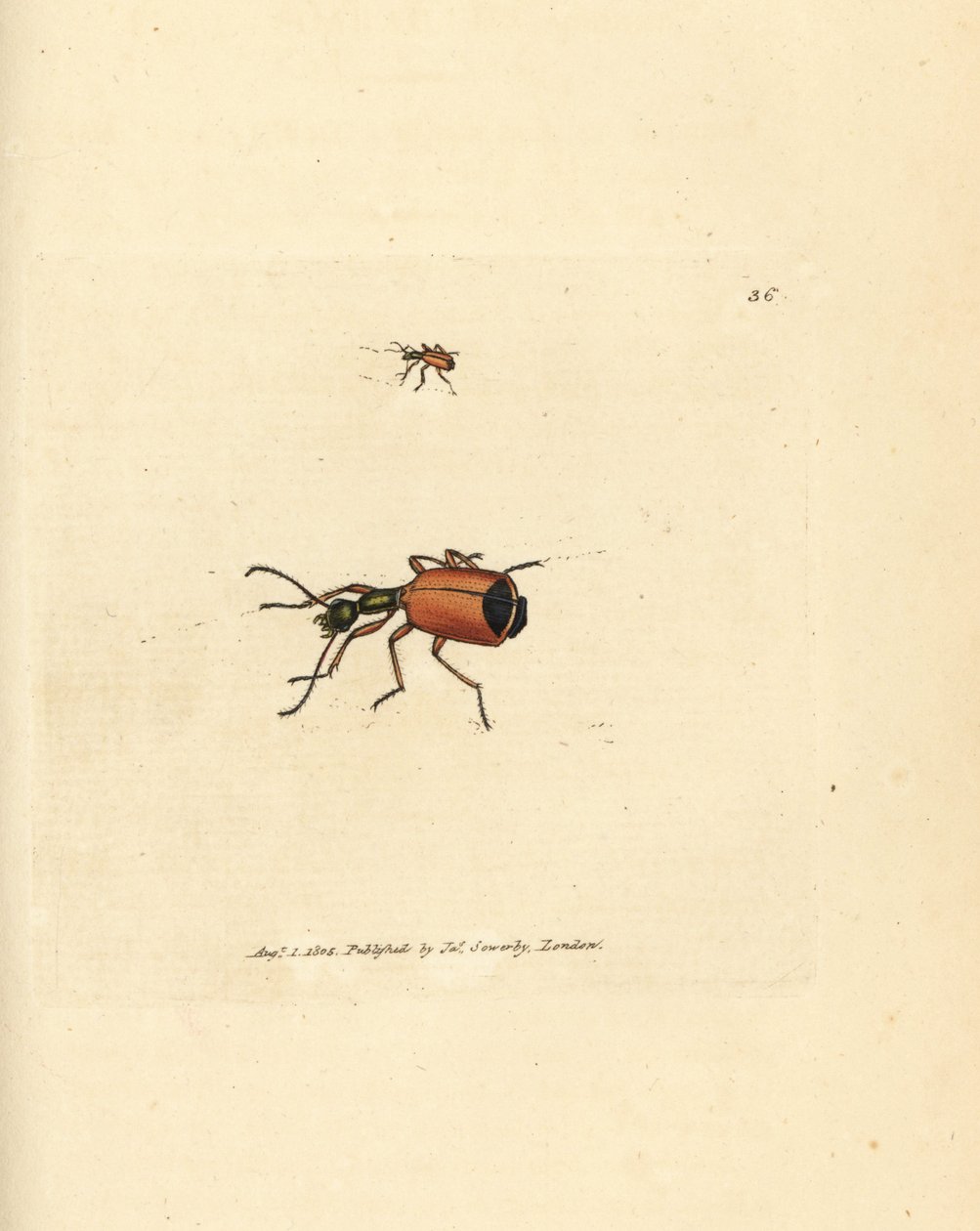 Carabus rotundicollis bogár. James Sowerby kézi színű rézmetszete a The British Miscellany-ból, vagy új, ritka vagy kevéssé ismert állattémák színes figurái. alkotó: James Sowerby