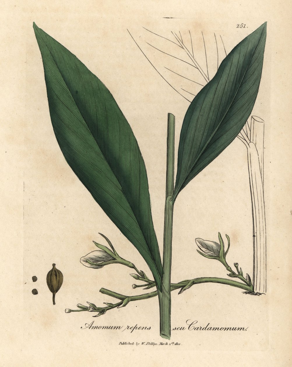 Kardamom, Elettaria cardamomum alkotó: James Sowerby