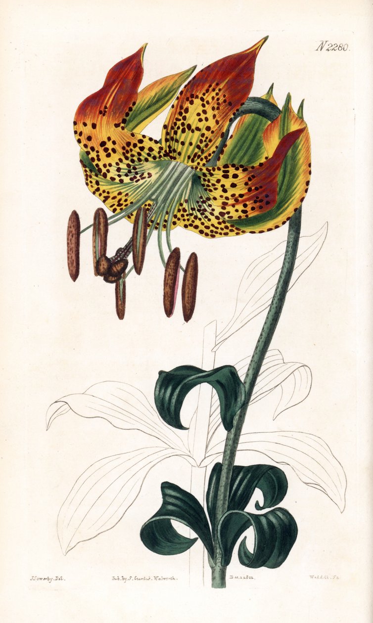 Karolina liliom - Carolina liliom, Lilium michauxii (Carolina martagon lily, Lilium carolinianum). Weddell kézzel színezett rézmetszet James Sowerby illusztrációja nyomán Samuel Curtis „” Botanical Magazine” londoni magazinjából alkotó: James Sowerby