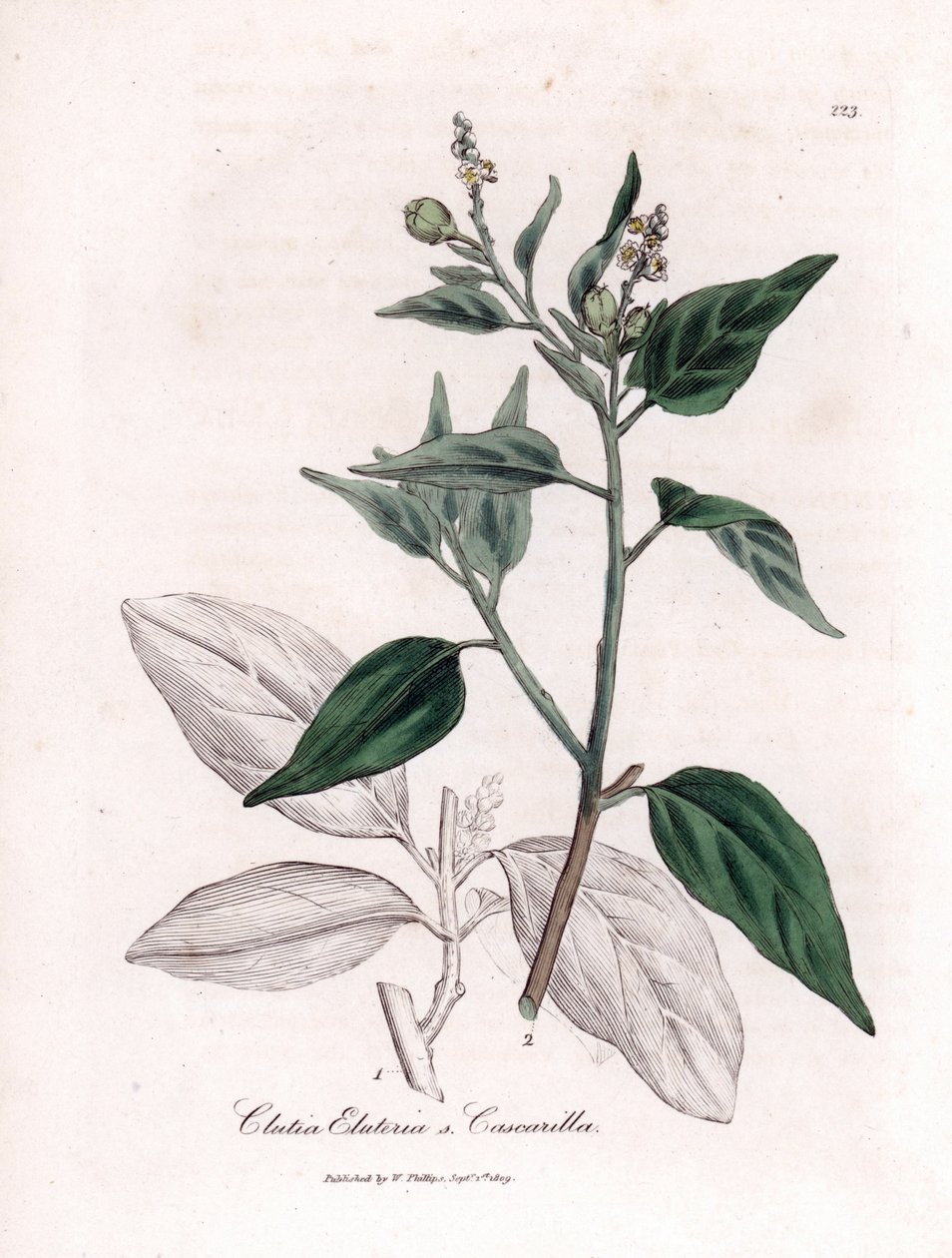 Cascarille officinale vagy puha vagy faux quinquina fa - Cascarilla, Croton (Clutia) eluteria. Kézzel színezett rézmetszet James Sowerby botanikai illusztrációjából William Woodville-ből és Sir William Jackson Hooker "" Medical Botany" című művéből, John alkotó: James Sowerby