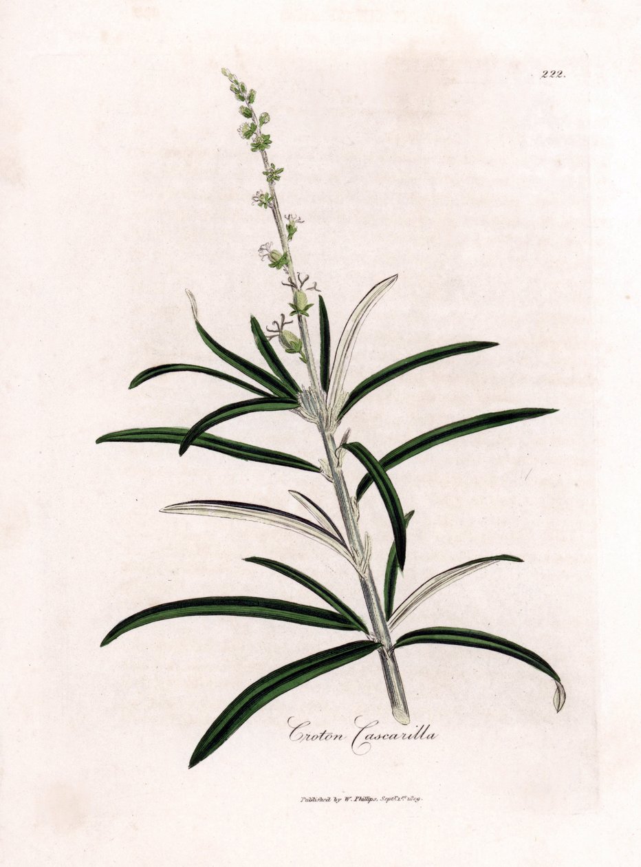 Cascarille officinale vagy puha fa vagy faux quinquina - Cascarilla, Croton eluteria. Kézzel színezett rézmetszet James Sowerby botanikai illusztrációjáról William Woodville-ből és Sir William Jackson Hooker "" Medical Botany" című művéből, John Bohn, Lo alkotó: James Sowerby