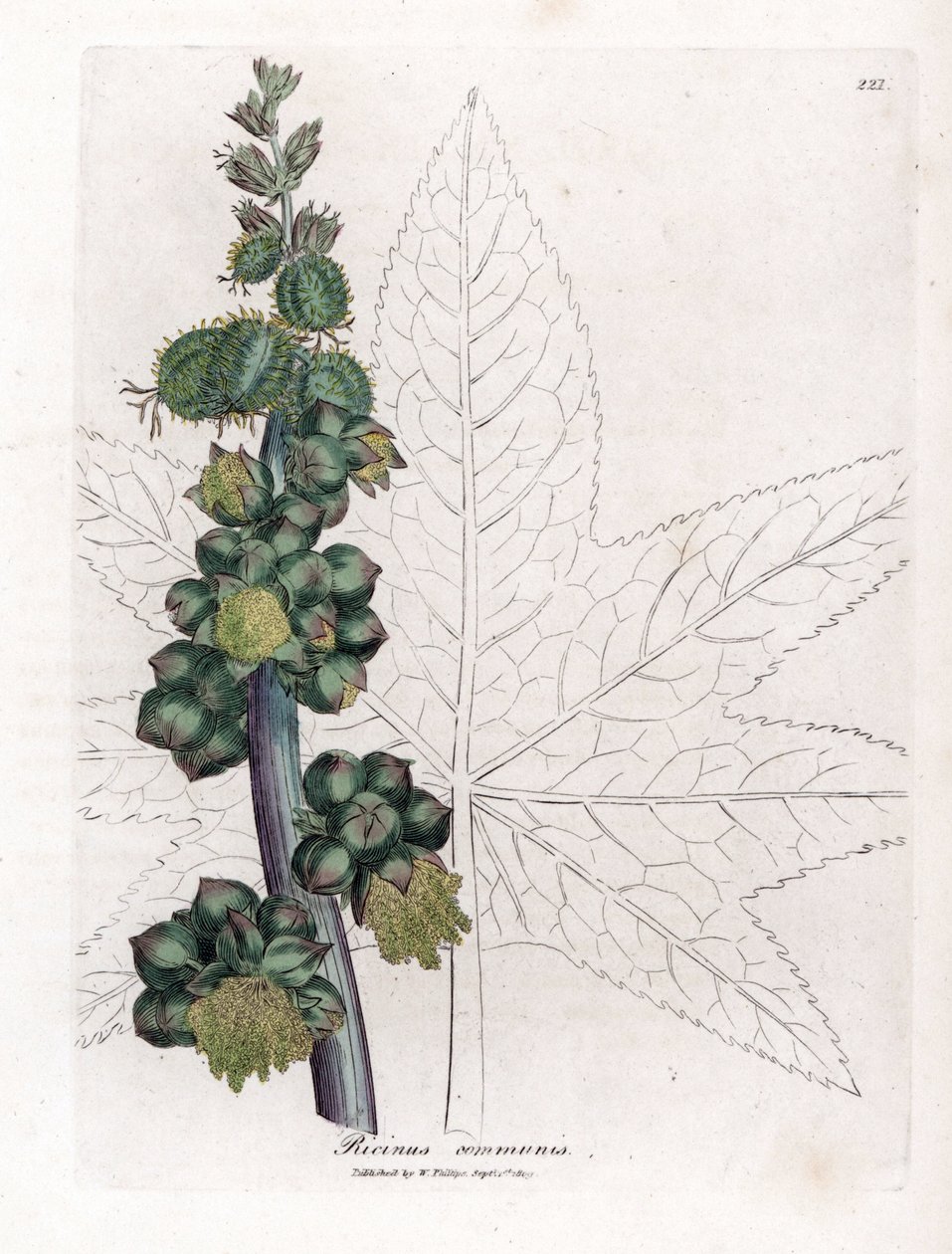 Ricinus - Ricinusolaj növény, Ricinus communis. Kézzel színezett rézmetszet James Sowerby botanikai illusztrációjáról William Woodville-ből és Sir William Jackson Hooker "" Medical Botany" című művéből, John Bohn, London alkotó: James Sowerby