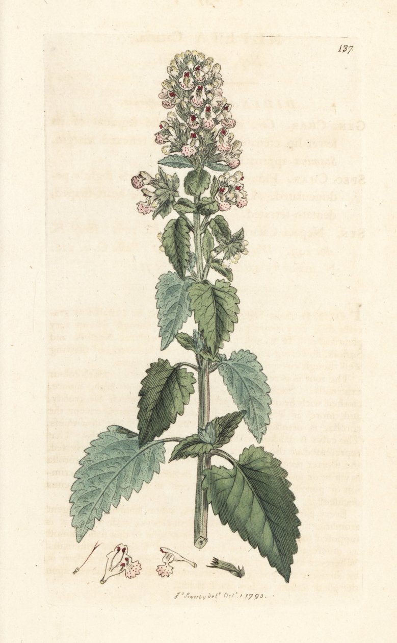 Macskamenta, Nepeta cataria (cataire) Kézi színű rézmetszet James Sowerby illusztrációja után, James Smith English Botany című művéből, London alkotó: James Sowerby