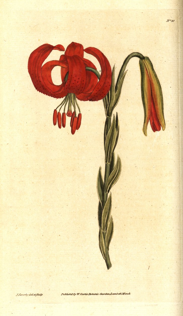 Kalcedon liliom - kalcedon liliom, Lilium chalcedonicum. James Sowerby kézzel színezett rézmetszet és botanikai illusztrációja a William Curtis The Botanical Magazine-jából, Lambeth Marsh, London alkotó: James Sowerby