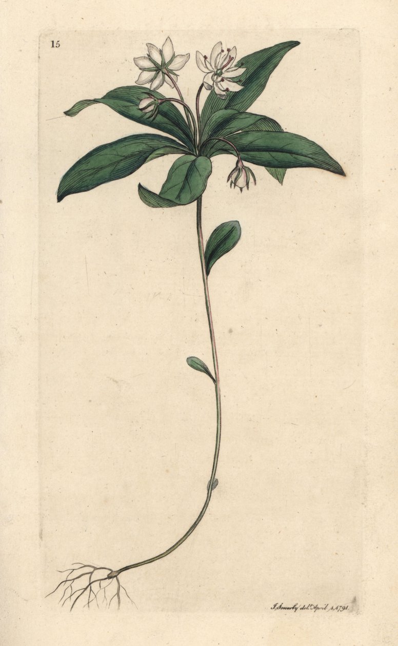 Télzöld tyúkhús, Lysimachia europaea (Trientalis europaea) (Trientale d