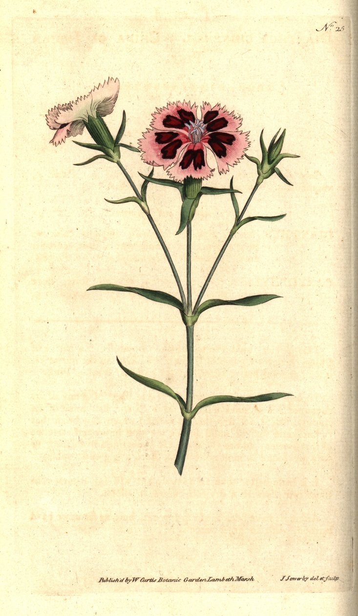 Kínai szegfű - kínai rózsaszín vagy indiai rózsaszín, Dianthus chinensis. James Sowerby kézzel színezett rézmetszet és botanikai illusztrációja a William Curtis The Botanical Magazine-jából, Lambeth Marsh, London alkotó: James Sowerby