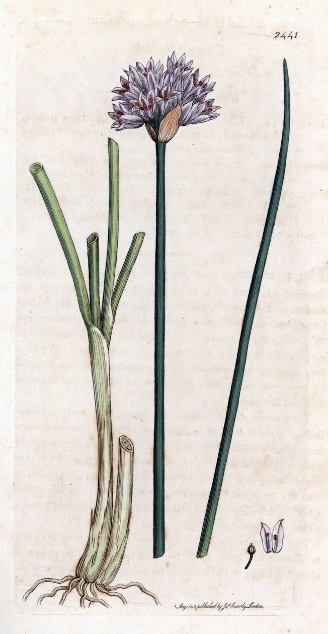 Metélőhagyma (Allium schoenoprasum). Kézzel színezett rézmetszet James Sowerby botanikai illusztrációjából James Smith „English botanical” (1790-1814) című könyvéhez. A fáradhatatlan Sowerby (1757-1822) több mint 2500 növényt rajzolt a Smith Mammoth „Engli alkotó: James Sowerby
