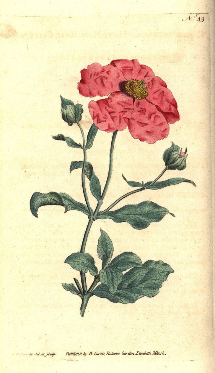 Cistus - Hoary cistus rose gold cistus, Cistus incanus. James Sowerby kézzel színezett rézmetszet és botanikai illusztrációja a William Curtis The Botanical Magazine-jából, Lambeth Marsh, London alkotó: James Sowerby