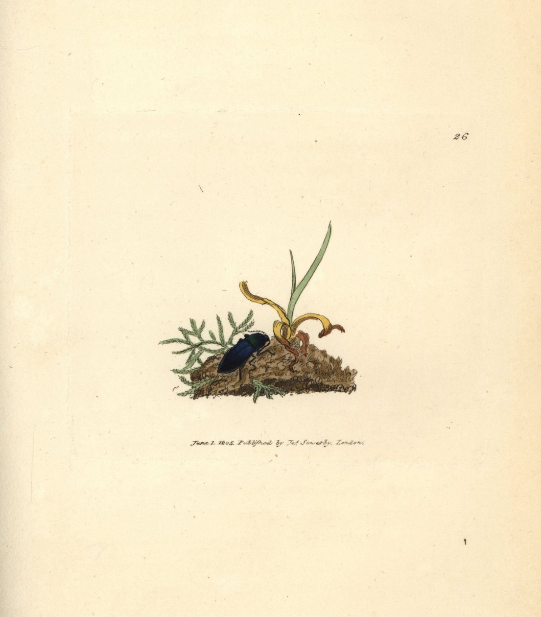 Klikkbogár, Selatosomus aeneus (Elater cyaneus). James Sowerby kézi színű rézmetszete a The British Miscellany-ból, vagy új, ritka vagy kevéssé ismert állattémák színes figurái. alkotó: James Sowerby