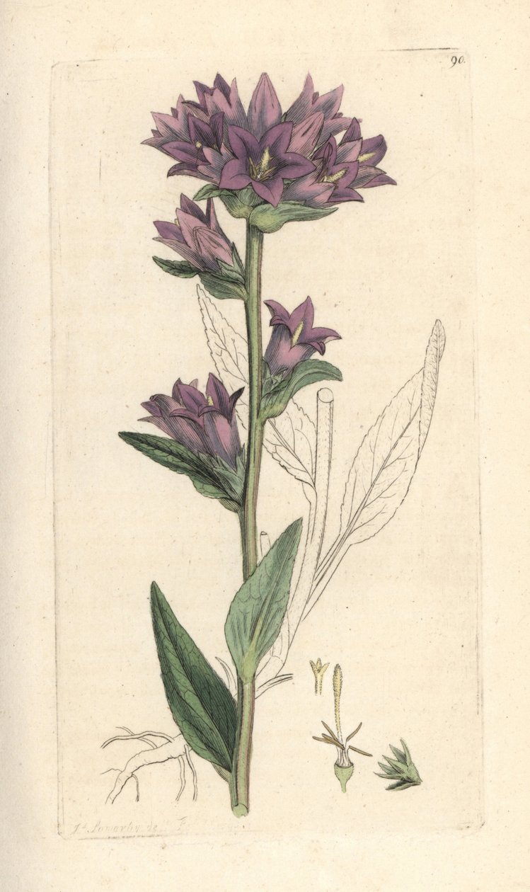 Fürtös harangvirág, Campanula glomerata (Campanule agglomeree) Kézi színű rézmetszet James Sowerby illusztrációja után a londoni James Smith angol botanikájából alkotó: James Sowerby
