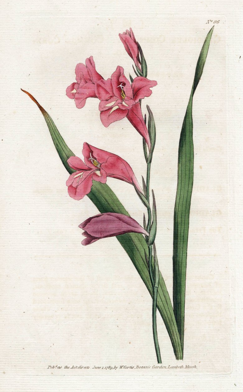Common Glaieul – James Sowerby (1757-1822) litográfiája, William Curtis (1746-1799) a Botanical Magazine-ból alkotó: James Sowerby