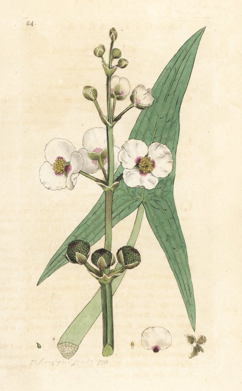 Közönséges nyílhegy, Sagittaria sagittifolia (sagittarius) Kézi színű rézmetszet James Sowerby illusztrációja nyomán James Smith angol botanikájából, London alkotó: James Sowerby