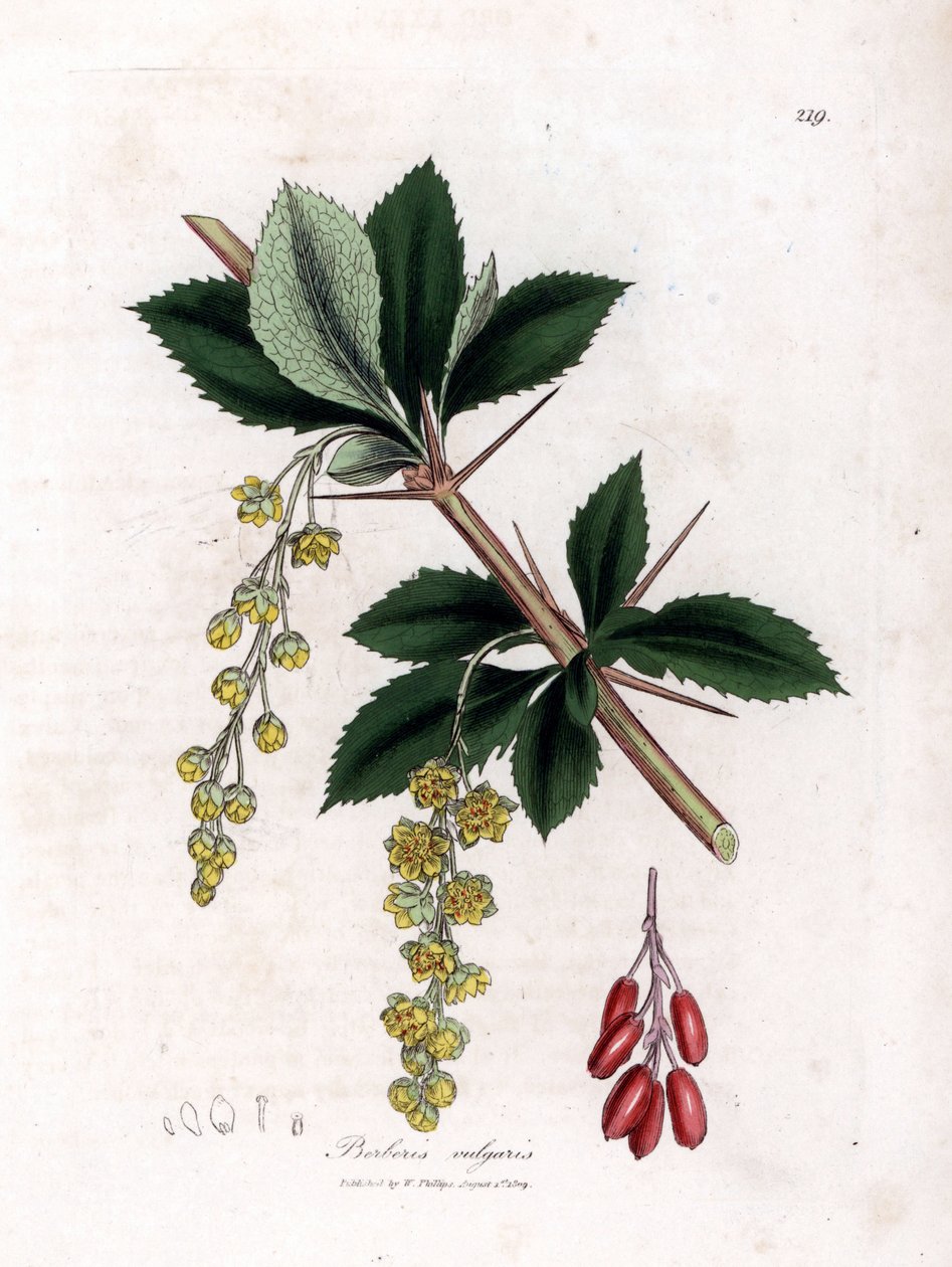 Közönséges borbolya - Közönséges borbolya, Berberis vulgaris. Kézzel színezett rézmetszet James Sowerby botanikai illusztrációjából (William Woodville) és Sir William Jackson Hooker "" Medical Botany" című művéből, John Bohn, London alkotó: James Sowerby