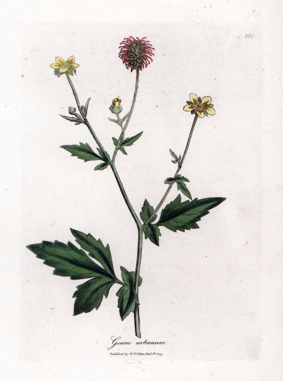 Közönséges benoit vagy Saint Benoit füve - Wood avens, Geum urbanum. Kézzel színezett rézmetszet James Sowerby botanikai illusztrációjából (William Woodville) és Sir William Jackson Hooker "" Medical Botany" című művéből, John Bohn, London alkotó: James Sowerby
