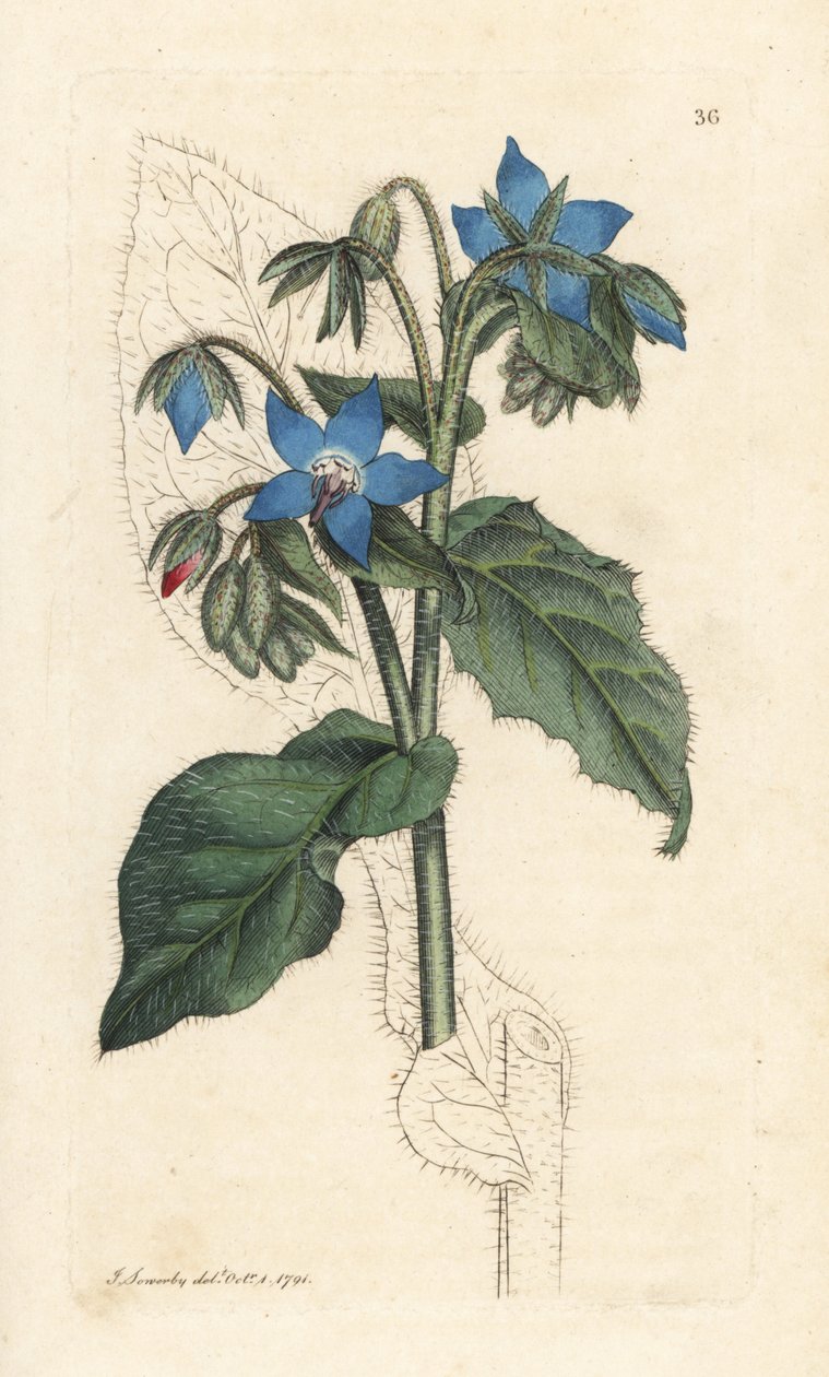 Közönséges borágó, Borago officinalis (Bourrache officinale) Kézi színű rézmetszet James Sowerby illusztrációja után James Smith angol botanikájából, London alkotó: James Sowerby