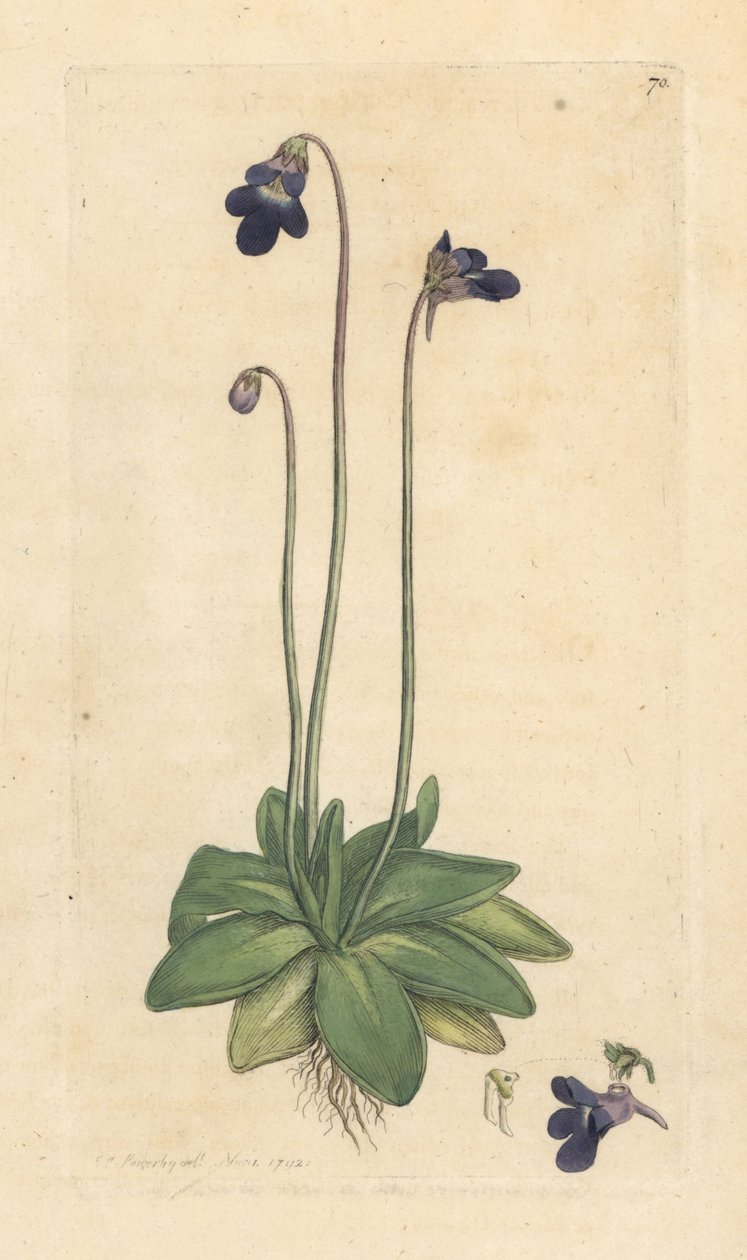 Közönséges vajfű, Pinguicula vulgaris (füves) Kézi színű rézmetszet James Sowerby illusztrációja nyomán James Smith angol botanikájából, London alkotó: James Sowerby