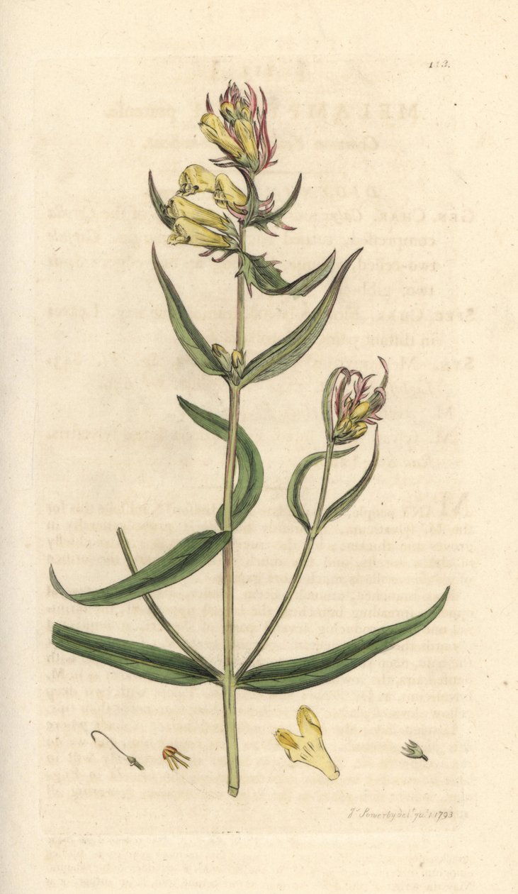Közönséges tehénbúza, Melampyrum pratense (Melampyre des pres, Wood köles, Cochelet, Sárga sós) Kézi színű rézmetszet James Sowerby illusztrációja után James Smith angol botanikájából, London alkotó: James Sowerby