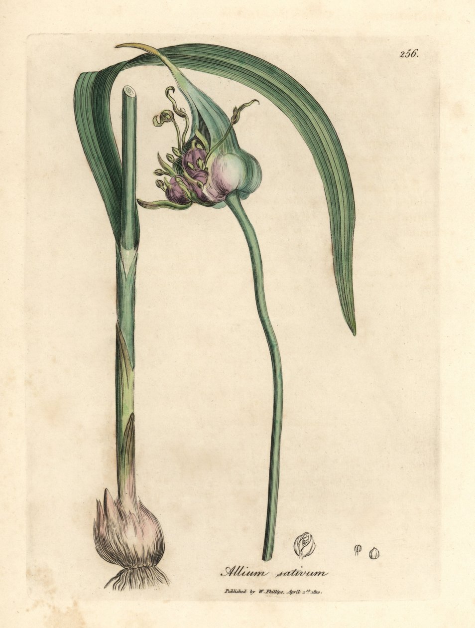 Közönséges termesztett fokhagyma, Allium sativum alkotó: James Sowerby