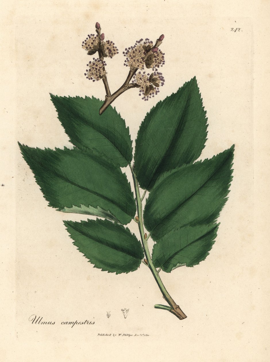 Közönséges szilfa, Ulmus plainstris alkotó: James Sowerby