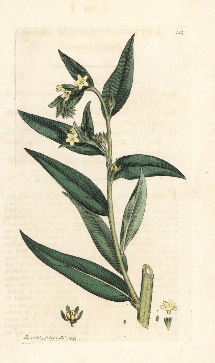 Közönséges gromwell, Lithospermum officinale (Gremil officinal) Kézi színű rézmetszet James Sowerby illusztrációja nyomán James Smith angol botanikájából, London alkotó: James Sowerby
