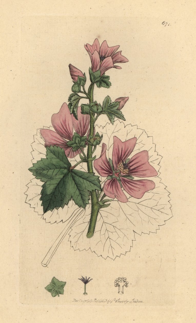 Közönséges mályva, Malva sylvestris Kézi színű rézmetszet James Sowerby rajza nyomán James Smith angol botanikájához alkotó: James Sowerby