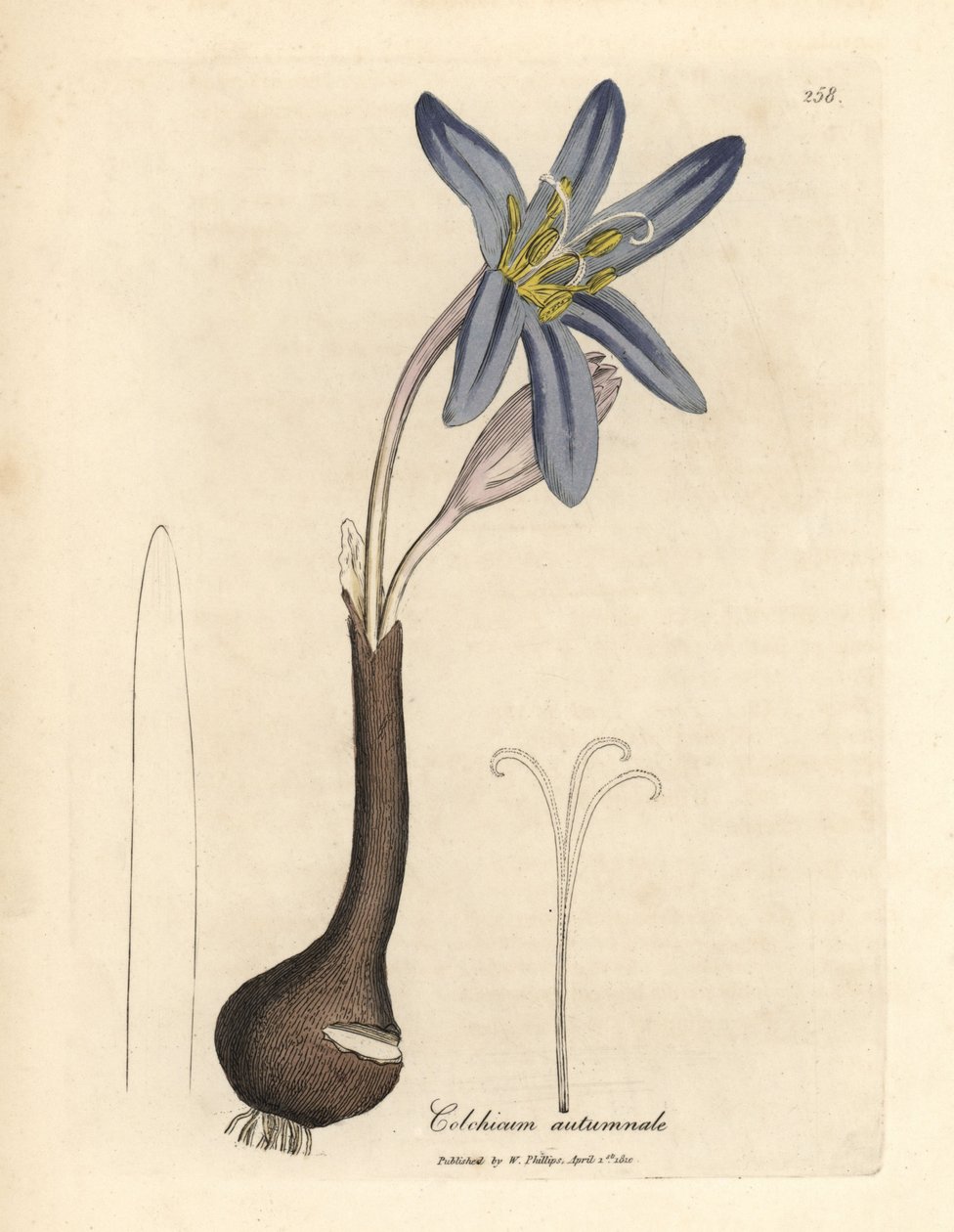Közönséges réti sáfrány, Colchicum autumnale alkotó: James Sowerby