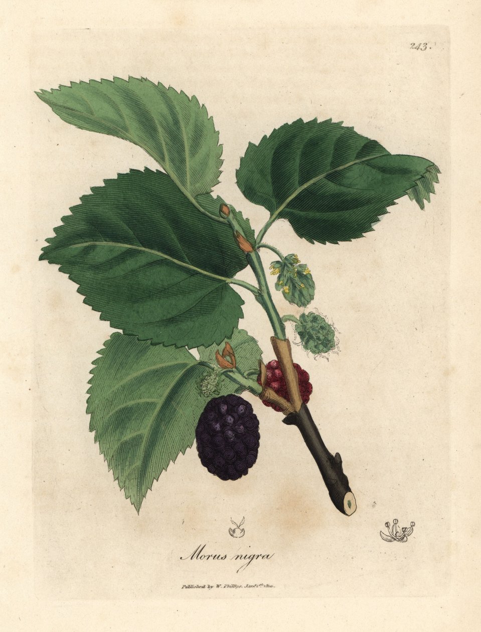 Közönséges eperfa, Morus nigra alkotó: James Sowerby