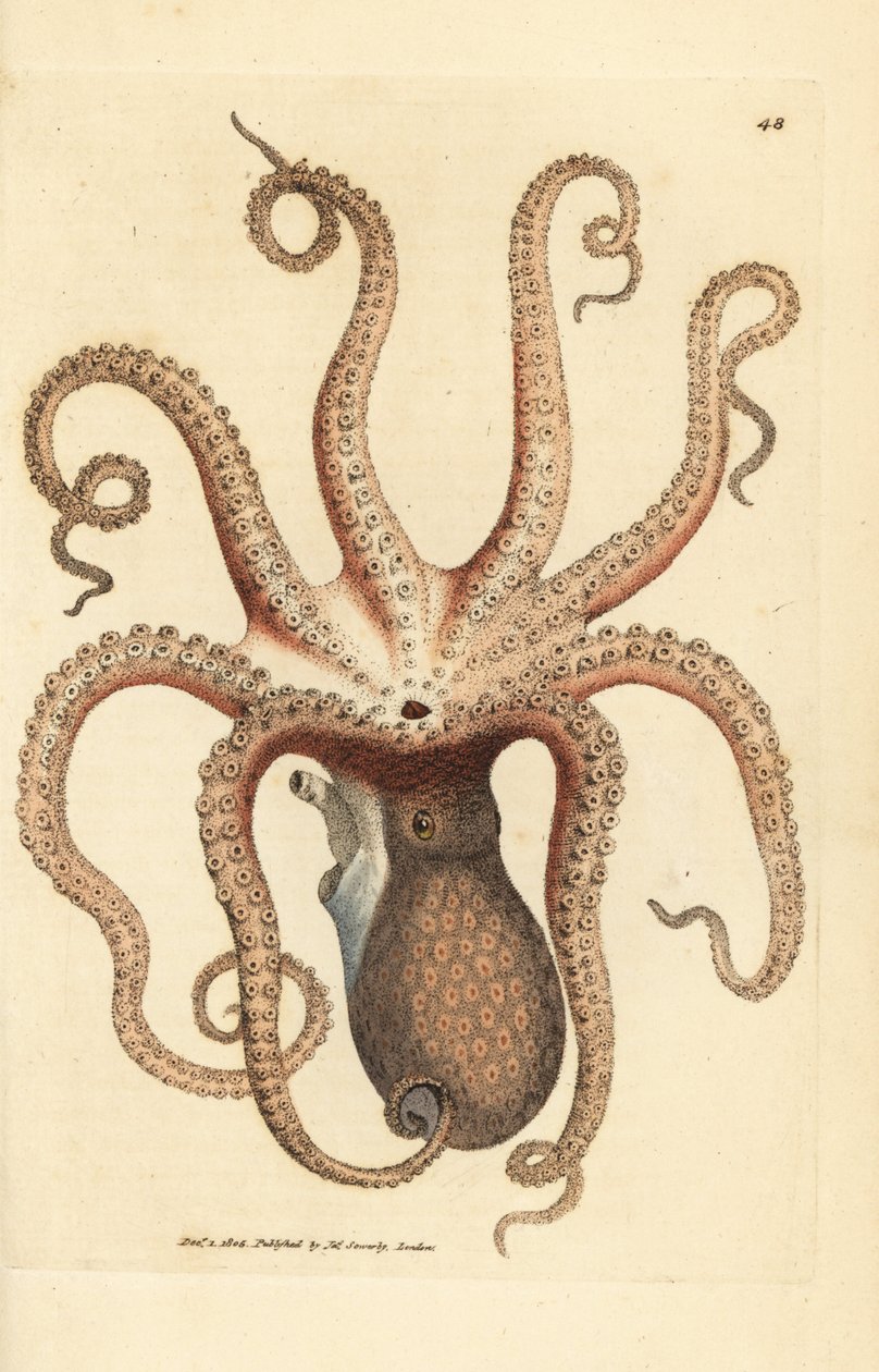 Közönséges polip, Octopus vulgaris (nyolckarú tintahal, szépia polip). James Sowerby kézi színű rézmetszete a The British Miscellany-ból, vagy új, ritka vagy kevéssé ismert állattémák színes figurái. alkotó: James Sowerby