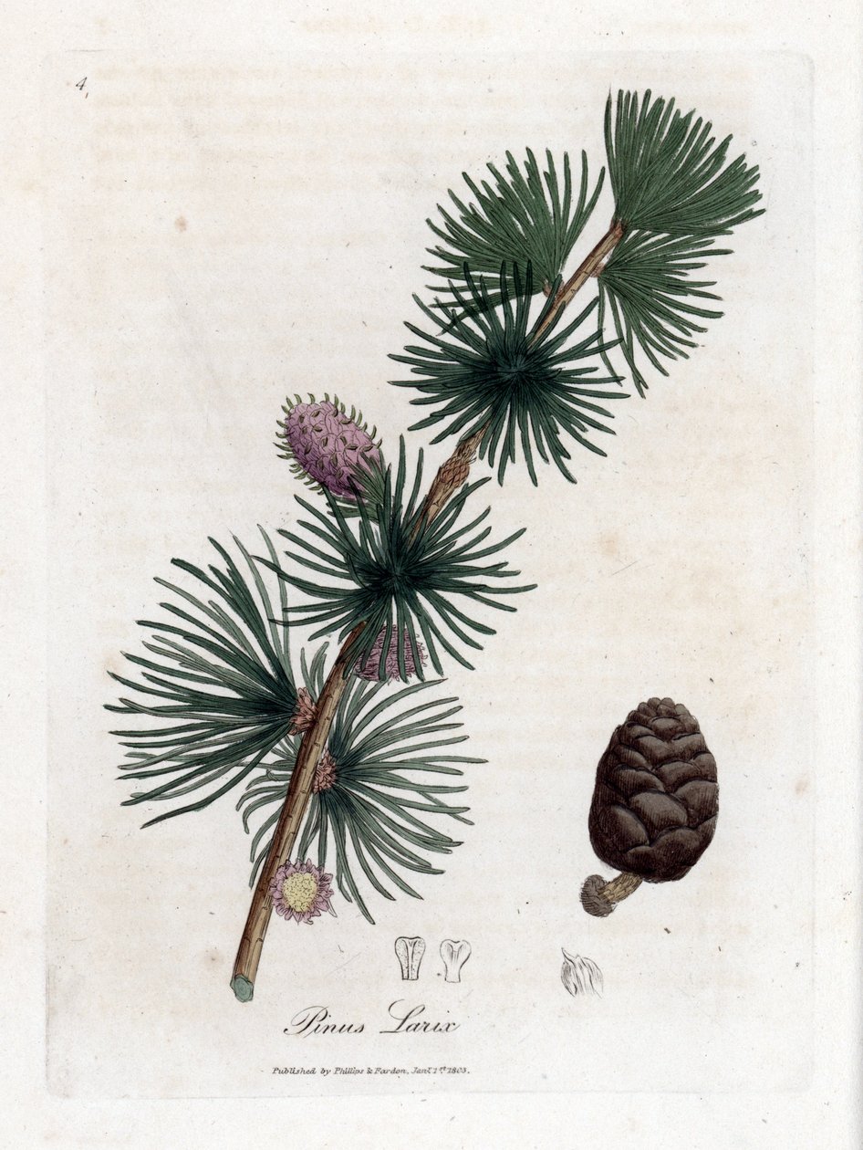 Közönséges vagy európai melez - európai vörösfenyő, Larix decidua. Kézzel színezett rézmetszet James Sowerby botanikai illusztrációjáról William Woodville-ből és Sir William Jackson Hooker "" Medical Botany" című művéből, John Bohn, London alkotó: James Sowerby