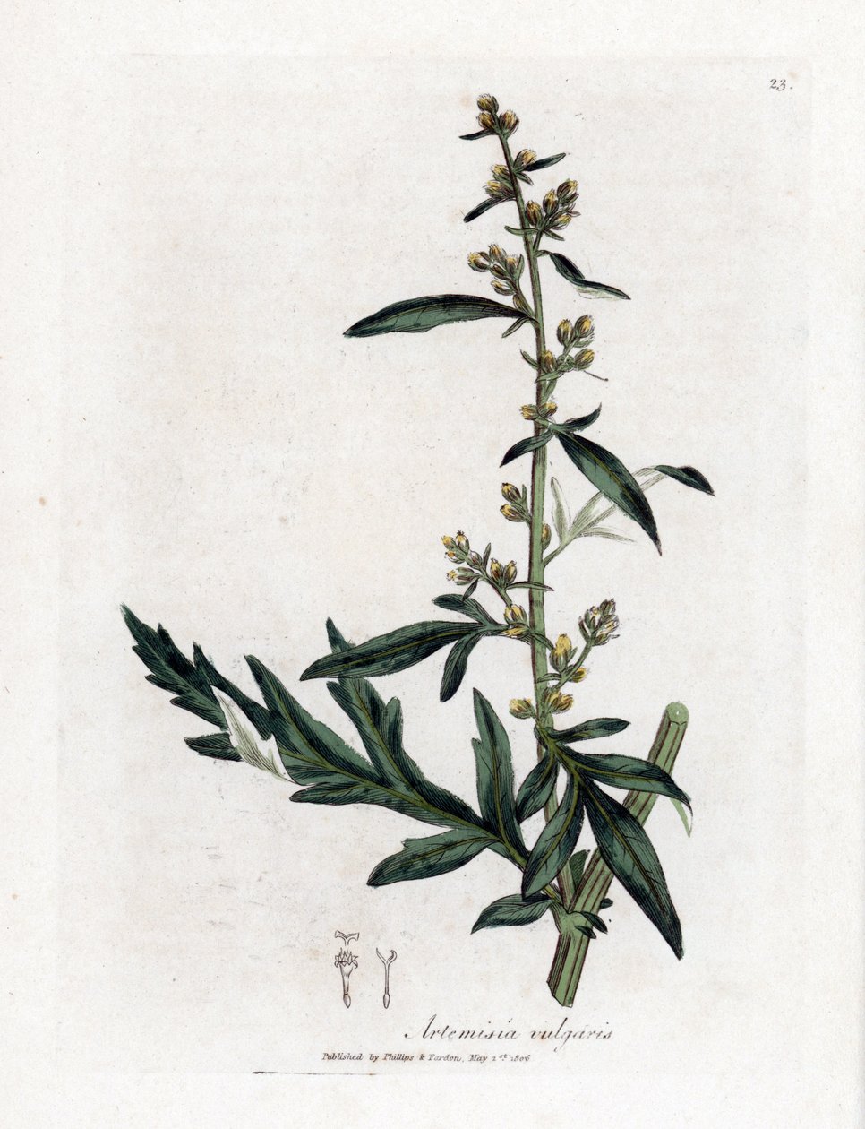 Közönséges vagy vulgáris zsálya - Mugwort, Artemisia vulgaris. Kézzel színezett rézmetszet James Sowerby botanikai illusztrációjából (William Woodville) és Sir William Jackson Hooker "" Medical Botany" című művéből, John Bohn, London alkotó: James Sowerby
