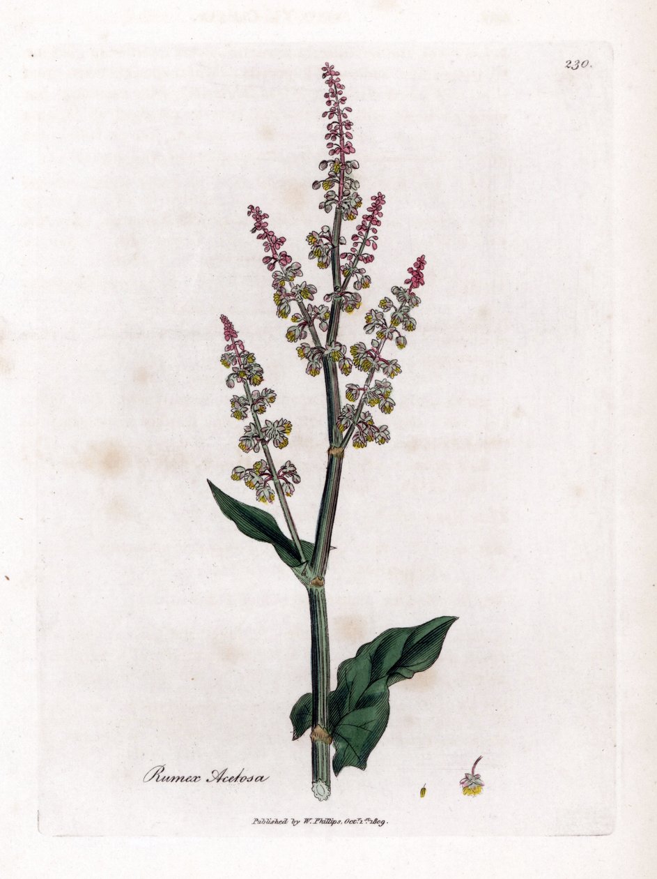Közönséges oseillle vagy nagy sóska - Kerti sóska, Rumex acetosa. Kézzel színezett rézmetszet James Sowerby botanikai illusztrációjáról William Woodville-ből és Sir William Jackson Hooker "" Medical Botany" című művéből, John Bohn, London alkotó: James Sowerby