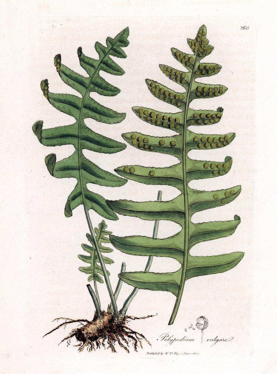 Közönséges soklábú vagy erdei édesgyökér (páfrány) - Közönséges soklábú, Polypodium vulgare. Kézzel színezett rézmetszet James Sowerby botanikai illusztrációjából (William Woodville) és Sir William Jackson Hooker "" Medical Botany" című művéből, John Bohn, alkotó: James Sowerby