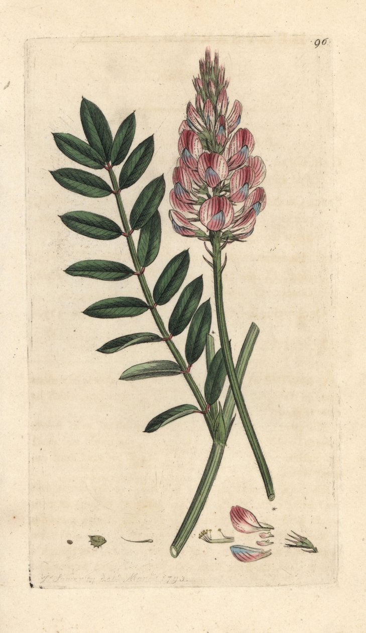 Közönséges sáfrány, Onobrychis viciifolia (Hedysarum onobrychis) (Infoin-tenyésztés) Kézi színű rézmetszet James Sowerby illusztrációja nyomán James Smith angol botanikájából, London alkotó: James Sowerby