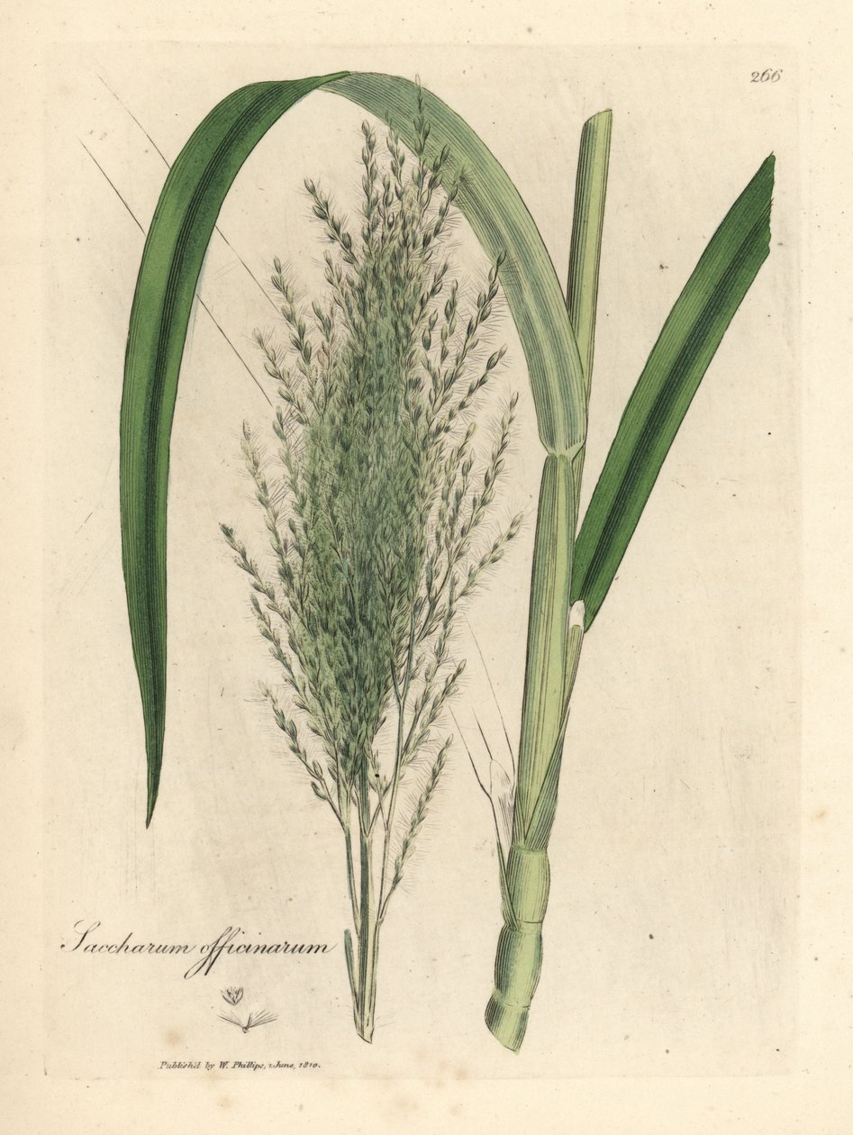 Közös cukornád, cukorgyár alkotó: James Sowerby