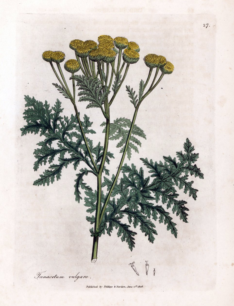Közönséges tansy vagy splash - Tansy, Tanacetum vulgare. Kézzel színezett rézmetszet James Sowerby botanikai illusztrációjáról William Woodville-ből és Sir William Jackson Hooker "" Medical Botany" című művéből, John Bohn, London alkotó: James Sowerby
