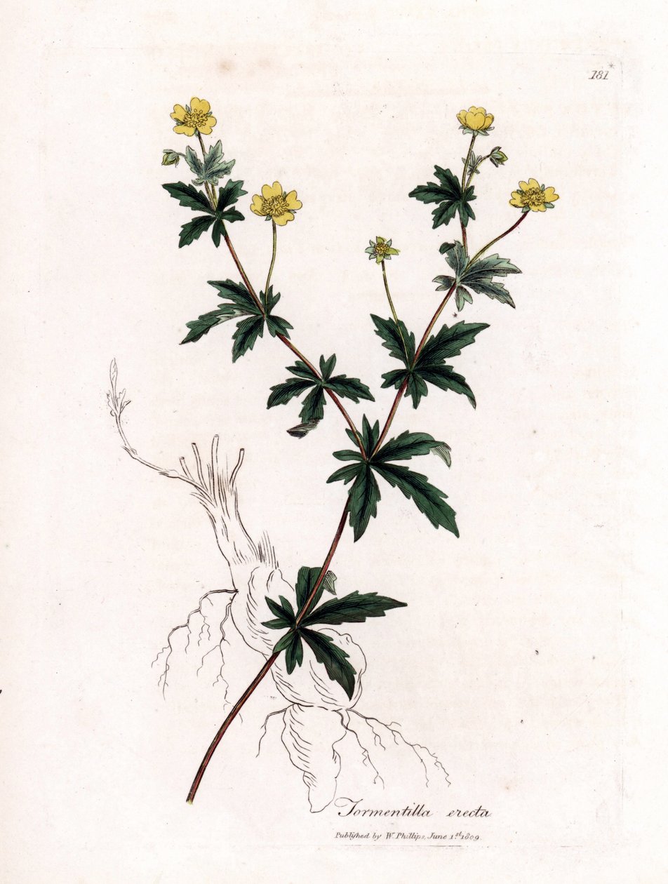 Közönséges tormentil, Potentilla erecta. Kézzel színezett rézmetszet James Sowerby botanikai illusztrációjából (William Woodville) és Sir William Jackson Hooker "" Medical Botany" című művéből, John Bohn, London alkotó: James Sowerby